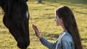 Задник до фильму"Чорний красень" #179858