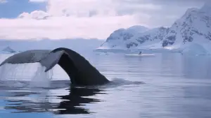 Задник до фильму"Кіна та Юк: Пухнасті пригоди" #757765