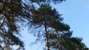 Задник до фильму"" #564659