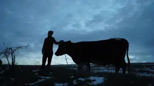 Задник до фильму"Війна очима тварин" #692693