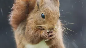 Задник до фильму"" #198328