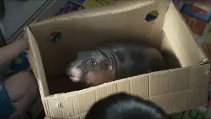 Задник до фильму"ฟู้ดทรัค ลัก (รัก) หมูเด้ง" #811013