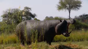 Задник до фильму"Pepe" #757282