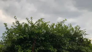 Задник до фильму"" #200745