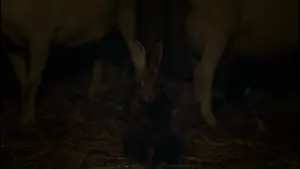 Задник до фильму"Відьма" #600271