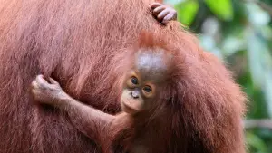 Задник до фильму"Orang-Utans - Borneos Waldmenschen" #922230