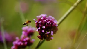 Задник до фильму"Буґонія" #511598