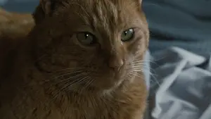 Задник до фильму"Чужі" #181856