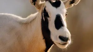 Задник до фильму"هورايزن" #793424