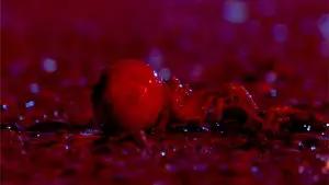 Задник до фильму"" #745412