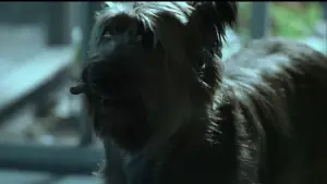 Задник до фильму"Поцілунок навиліт" #700666