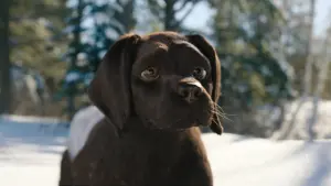 Задник до фильму"" #429754