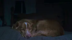 Хороший хлопчик