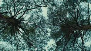 Задник до фильму"Зла не існує" #756351