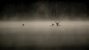 Задник до фильму"" #534611