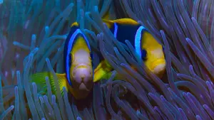 Задник до фильму"" #503665