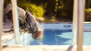 Задник до фильму"Жувальця" #291301