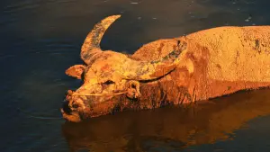 Задник до фильму"大湾区之肋" #776377