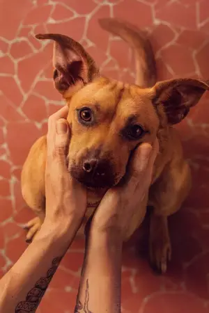 Постер до фильму"Карамело" #559526