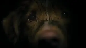 Задник до фильму"Хороший хлопчик" #770379