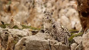 Задник до фильму"" #436614