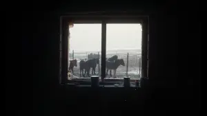 Задник до фильму"一匹白馬的熱夢" #914812