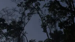 Задник до фильму"Хижак" #559754