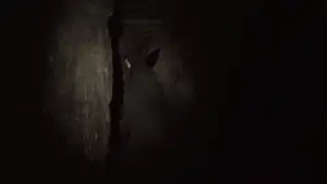 Задник до фильму"Париж. Місто мертвих" #673882