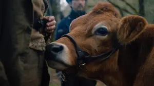 Задник до фильму"Перша корова" #241024