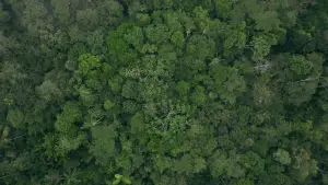 Задник до фильму"Eat More Trees" #928063