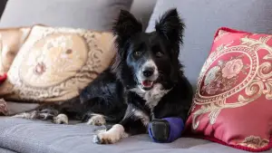 Задник до фильму"" #543511