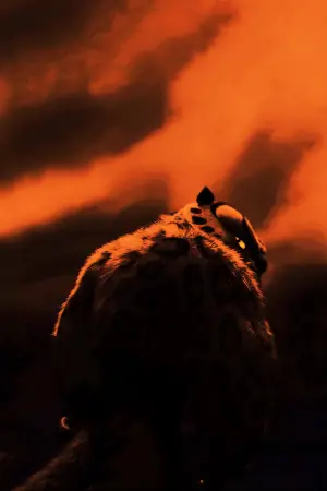 Постер до фильму"Панда Кунг-Фу" #569058