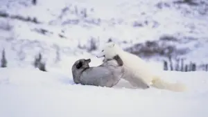 Задник до фильму"Кіна та Юк: Пухнасті пригоди" #757771