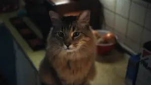 Задник до фильму"Спіймати на гарячому" #527834