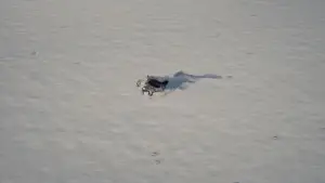 Задник до фильму"Граф Дракула: Історія кохання" #510007