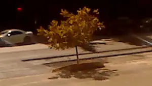 Задник до фильму"ხმელი ფოთოლი" #770899