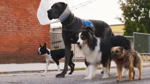 Задник до фильму"Кудлаті перці" #212168