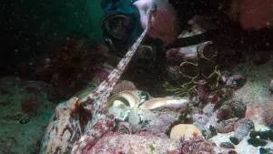 Задник до фильму"Мій учитель - восьминіг" #383001