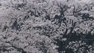 Задник до фильму"" #538830