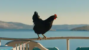 Задник до фильму"Курочка" #796832