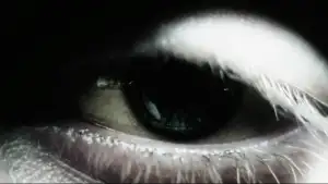 Задник до фильму"Гаррі Поттер та напівкровний принц" #798505