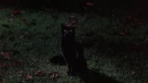 Задник до фильму"Фокус-покус" #243421