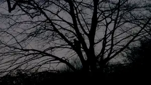 Задник до фильму"Народження" #663078