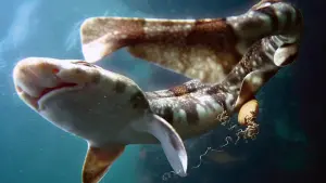 Задник до фильму"Мій учитель - восьминіг" #383000