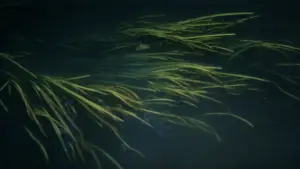 Задник до фильму"Соляріс" #731581