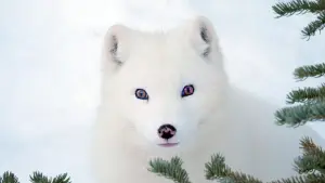 Задник до фильму"Кіна та Юк: Пухнасті пригоди" #757764