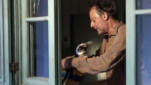 Задник до фильму"Мій друг пінгвін" #632056