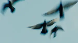 Задник до фильму"Pigeonman" #775976