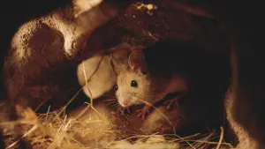 Задник до фильму"" #198337