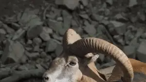 Задник до фильму"Αέναα Κύματα" #794287